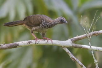 Speckled Chachalaca (Ortalis guttata) perched on a branch in Manu National Park, Peru, South