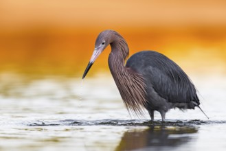 Rötelreiher (Egretta rufescens) Fam. Reiher (Ardeidae)