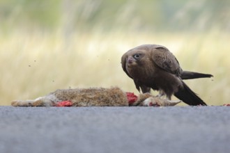 Black Falcon (Falco subniger), Victoria, Australia, Oceania
