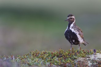 European Golden Plover (Pluvialis apricaria), Iceland, Europe