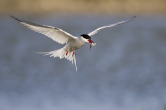 Common Tern (Sterna hirundo) flying, Texel, Netherlands