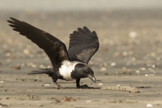 Pied Crow (Corvus albus) with snake eel, Gambia, Africa
