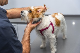 Veterinarian carefully examining the ear of a small dog during a check up in a veterinary clinic