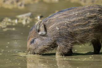 Wild boar (Sus scrofa) squeaker foraging in the mud of puddle in forest in spring