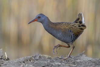 Water Rail (Rallus aquaticus) foraging, Saxony-Anhalt, Germany, Europe
