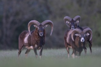 European mouflon (Ovis gmelini musimon, Syn.: Ovis orientalis musimon, Ovis aries musimon),
