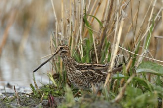 Common Snipe (Gallinago gallinago), Lower Saxony, Germany, Europe