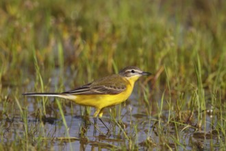 Western Yellow Wagtail (Motacilla flava), Greece, Europe