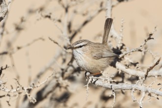 Streaked Scrub Warbler (Scotocerca inquieta), Eilat, Israel, Asia