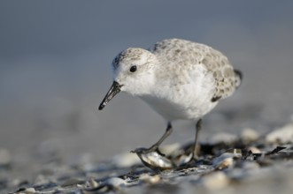 Sanderling (Calidris alba), Sanderling, Altvogel im Schlichtkleid, am Strand der Ostsee, auf