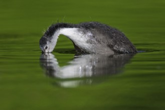 Eurasian Coot (Fulica atra) juvenile, Berlin, Germany, Europe