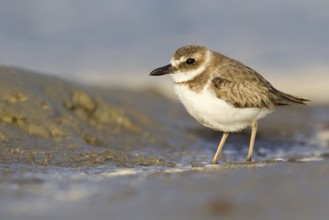 Wilson's Plover (Charadrius wilsonia), Florida, USA, North America