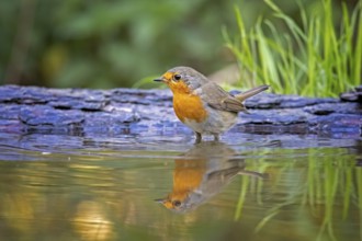 European Robin (Erithacus rubecula) at a waterhole, Saxony-Anhalt, Germany, Europe