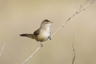 Spinifexbird (Megalurus carteri) perched on a twig, Northern Territory, Australia, Oceania