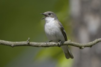 European Pied Flycatcher (Ficedula hypoleuca) female singing, Brandenburg, Germany, Europe