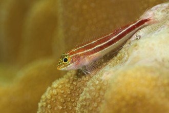 Zwerghähnchen, Helcogramma striata Tropical Striped Triplefin, Helcogramma striata
