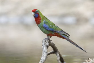 Crimson Rosella (Platycercus elegans) juvenile perched on a branch, Victoria, Australia, Oceania