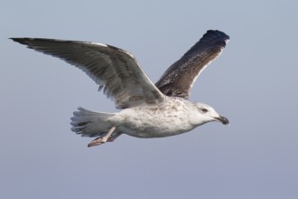 Great Black-backed Gull (Larus marinus) juvenile flying, North Sea, Germany, Europe