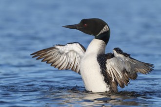 Great Northern Loon (Gavia immer), Michigan, USA, North America