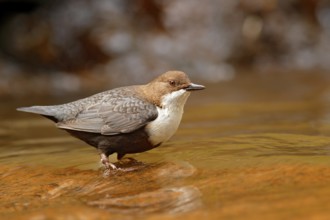 White-throated Dipper, Cinclus cinclus, brown bird with white throat in the river, waterfall in the