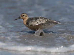 Red Knot (Calidris canutus), Schleswig-Holstein, Germany, Europe