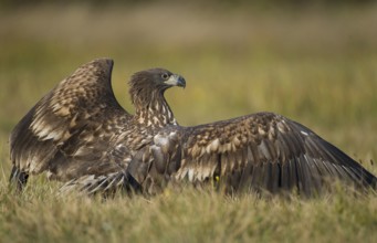 White-tailed Eagle (Haliaeetus albicilla) juvenile, Poland, Europe