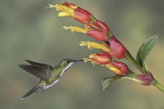 Green-breasted Mango (Anthracothorax prevostii), Costa Rica, Central America