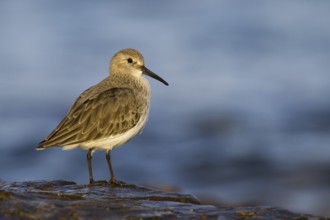 Dunlin (Calidris alpina), Asturias, Spain, Europe