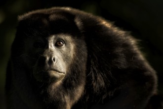 I absolutely love sidelight but in a rainforest it has to be just right. When I saw this howler