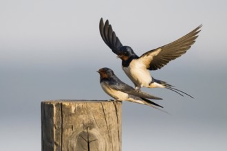 Two barn swallows (Hirundo rustica) on a wooden pole, one with raised wings, mating, Hesse,
