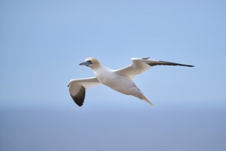 Northern gannet (Morus bassanus) flying over the sea, wildlife, Helgoland, Germany, Europe