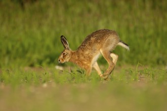 European brown hare (Lepus europaeus) adult animal running in a farmland maize field in summer,