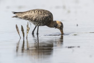 Black-tailed godwit (Limosa limosa), Lower Saxony, Germany, Europe