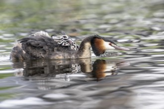 Great Crested Grebe (Podiceps Scalloped ribbonfish) with juveniles, Emsland, Lower Saxony, Germany,