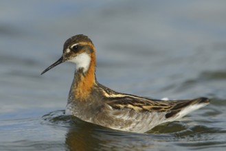 Red-necked Phalarope (Phalaropus lobatus), Manitoba, Canada, North America