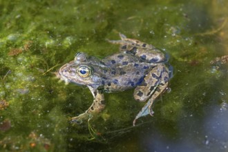 Grass frog (Rana temporaria) in a pond, Erlangen Botanical Garden, Middle Franconia, Bavaria,