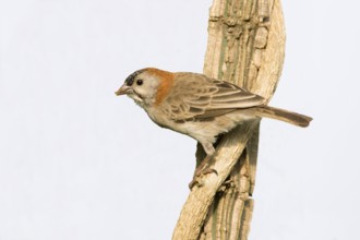 Schuppenkopfweber (Sporopipes frontalis) perched on a branch, Uganda, Africa