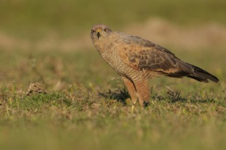 Savanna Hawk (Buteogallus meridionalis) perched on the ground in the Pantanal region of Brazil