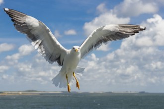 European Herring Gull (Larus argentatus) flying, Texel, Netherlands
