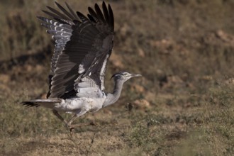 Kori Bustard (Ardeotis kori struthiunculus) male taking flight, Oromia, Ethiopia, Africa