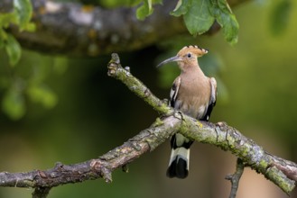 Eurasian Hoopoe (Upupa epops) perched on a branch, Carinthia, Austria, Europe