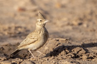 Maghreb Lark (Galerida macrorhyncha randonii), Rgabi, Morocco, Africa