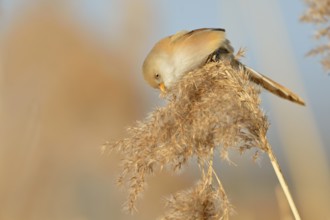 Bearded Reedling (Panurus biarmicus) female feeding on reed, Netherlands