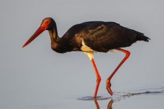 Black Stork (Ciconia nigra) foraging, Lesvos, Greece, Europe