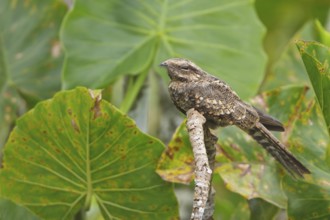 Ladder-tailed Nightjar (Hydropsalis climacocerca) perched on a branch in Ecuador, South America