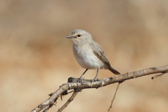 African Grey Flycatcher (Melaenornis microrhynchus), Samburu, Kenya, Africa