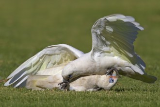 Little Corella (Cacatua sanguinea), Western Australia, Australia, Oceania