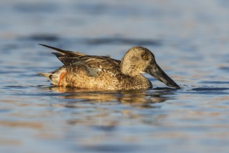 Northern Shoveler (Spatula clypeata) female, Eilat, Israel, Asia