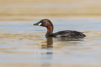 Little Grebe (Tachybaptus ruficollis), Eilat, Israel, Asia