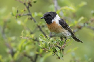 European Stonechat (Saxicola rubicola) male perched on a branch, Poland, Europe